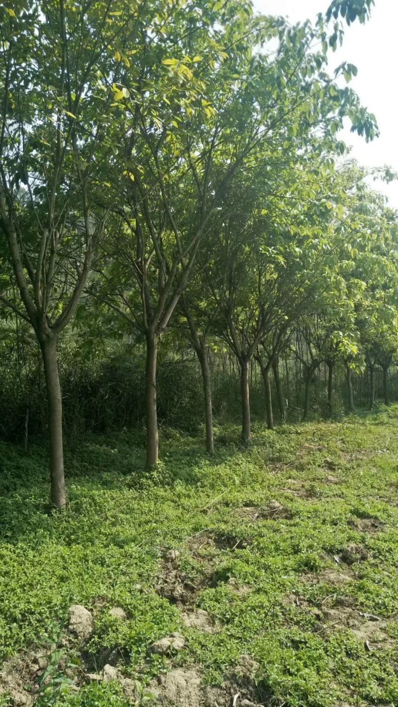 黄葛树，大叶榕，四川黄角树基地出售，成都黄葛树批发价格