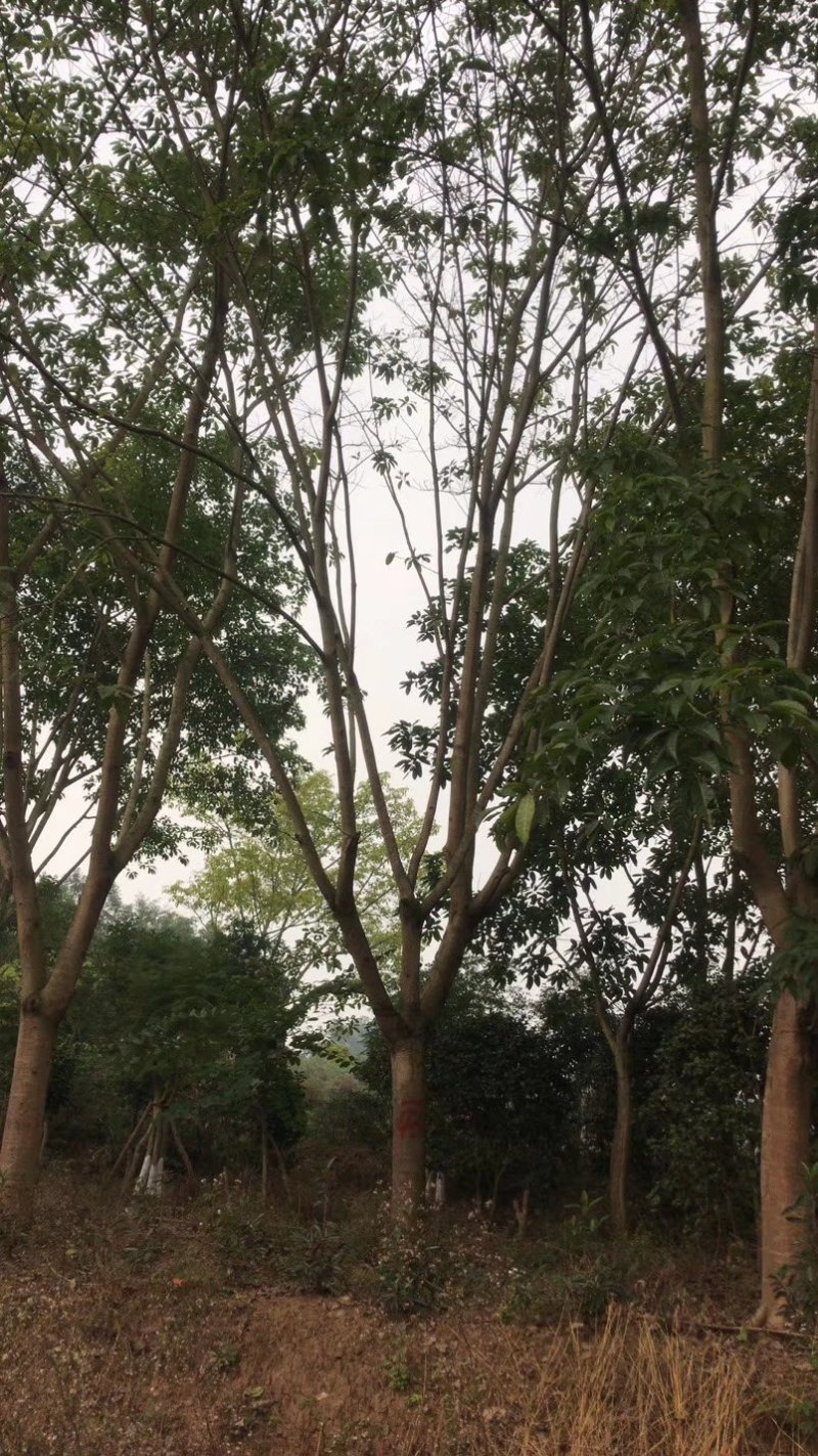 黄葛树，大叶榕，四川黄角树基地出售，成都黄葛树批发价格