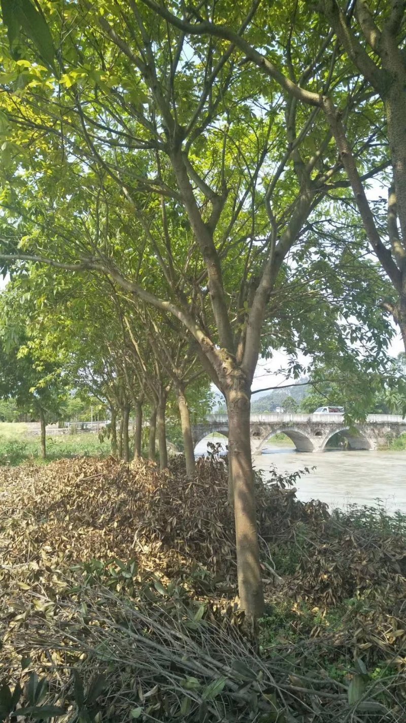 黄葛树，大叶榕，四川黄角树基地出售，成都黄葛树批发价格