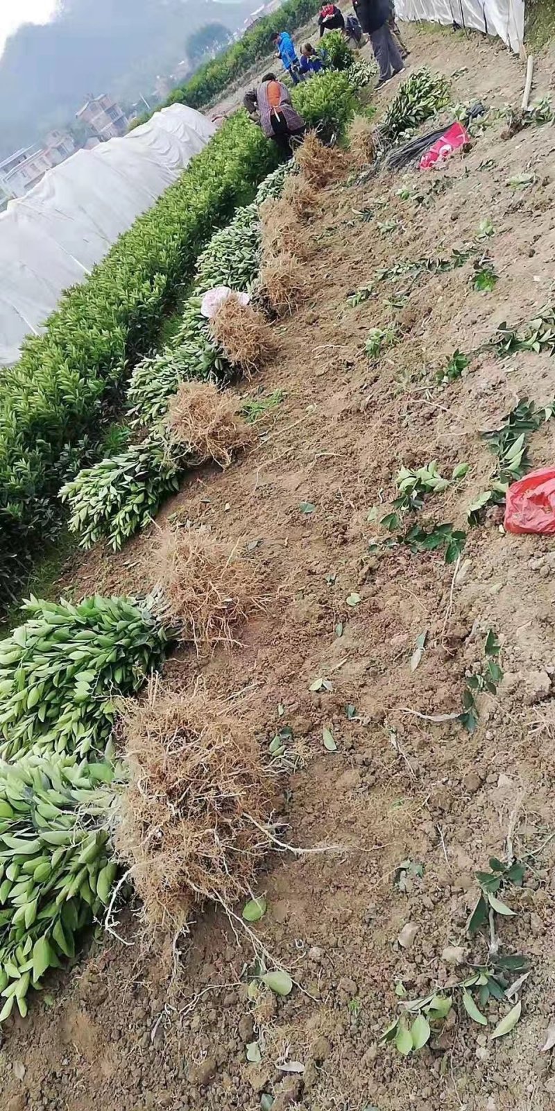 纽荷尔脐橙苗（一级苗）靓货