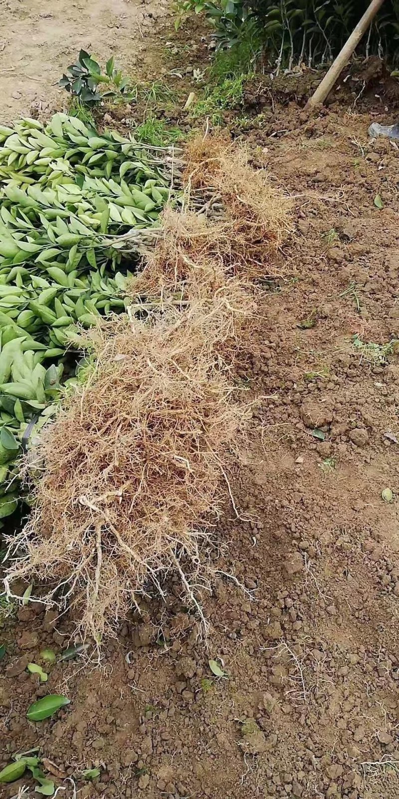 纽荷尔脐橙苗（一级苗）靓货