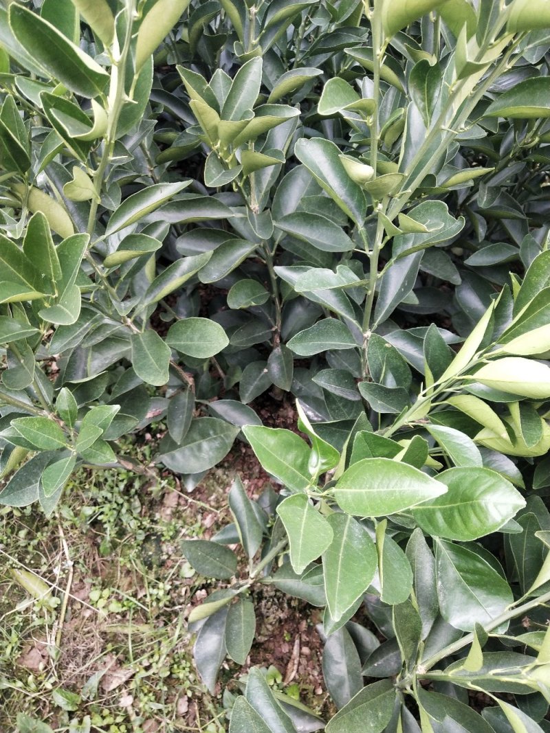 纽荷尔脐橙苗（一级苗）靓货