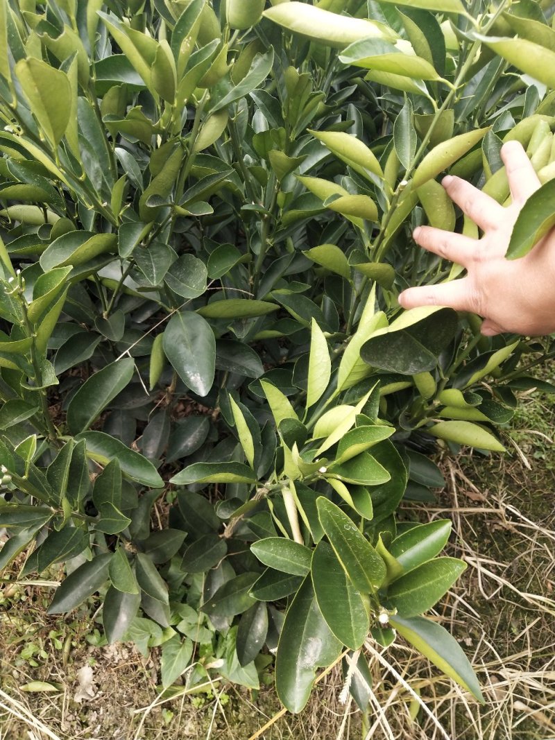 纽荷尔脐橙苗（一级苗）靓货