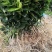 纽荷尔脐橙苗（一级苗）靓货