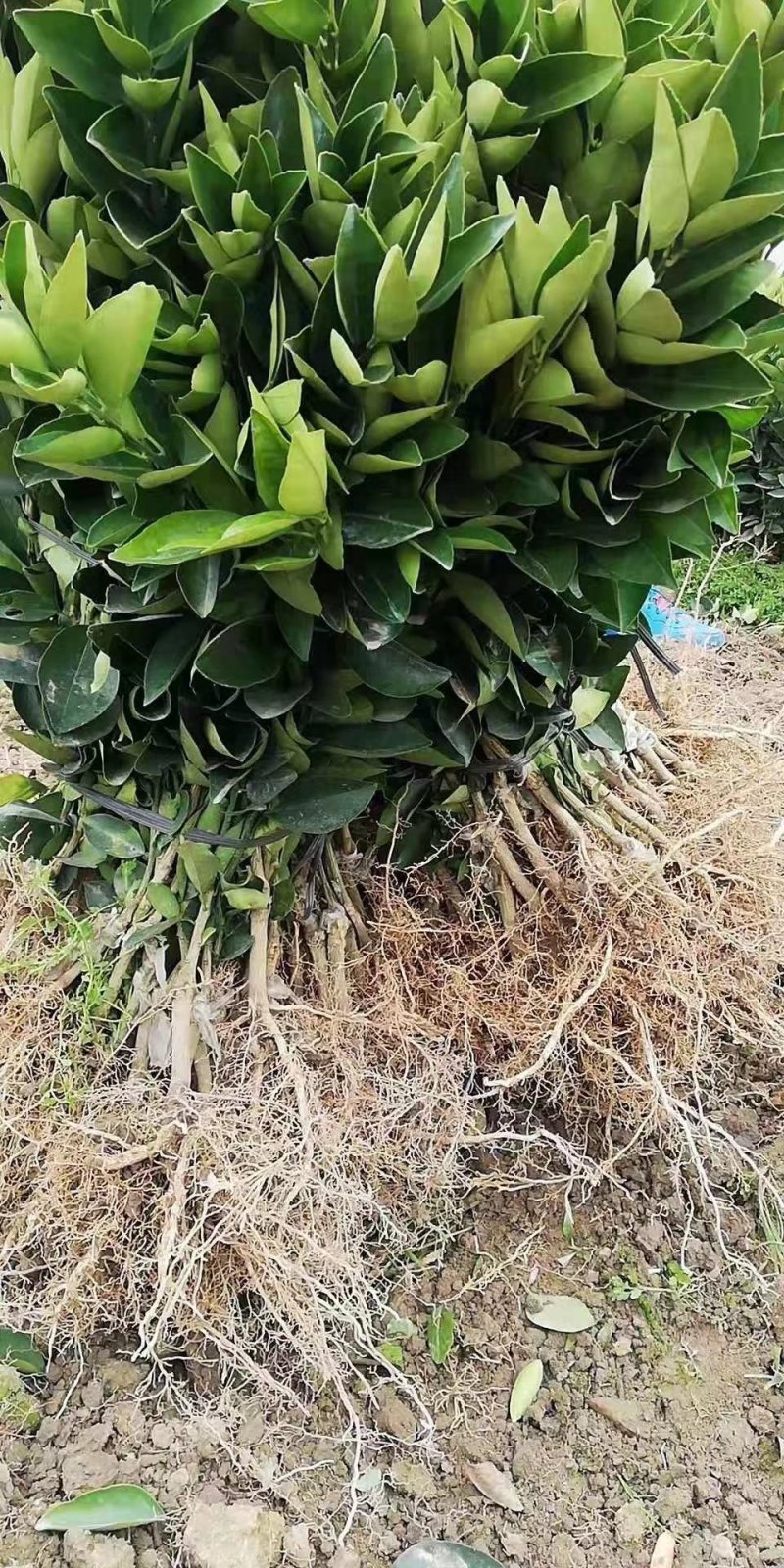 纽荷尔脐橙苗（一级苗）靓货