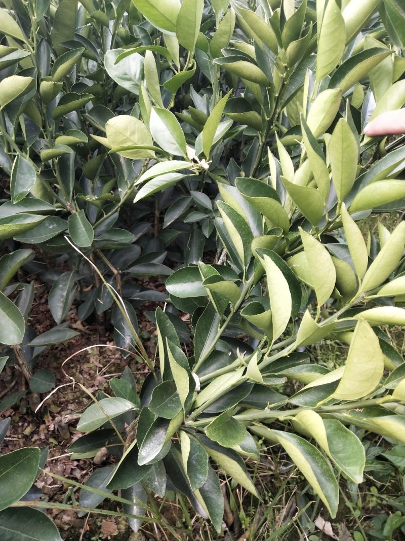 纽荷尔脐橙苗（一级苗）靓货