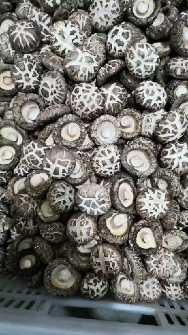 干香菇。河南春栽分级成品花菇批发，质量保证，包邮！