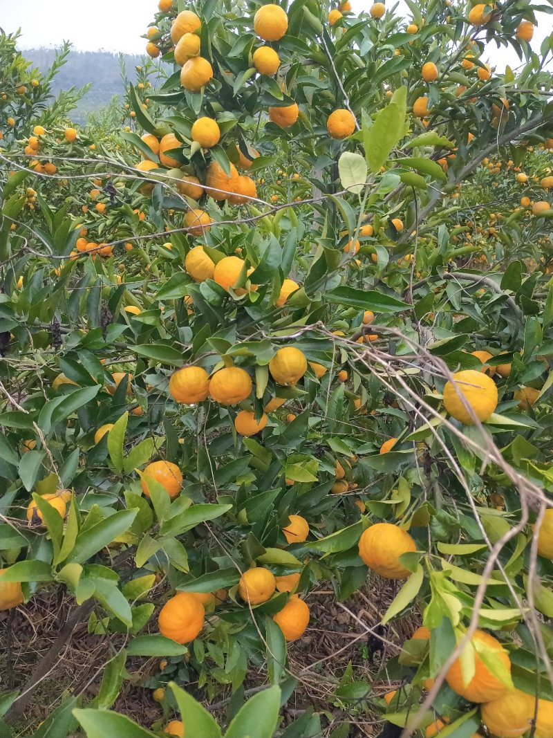 南瓜桔