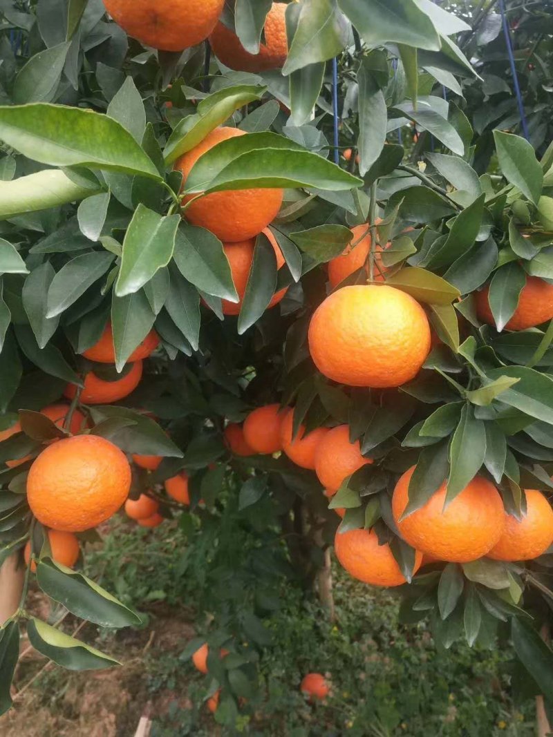 沃柑