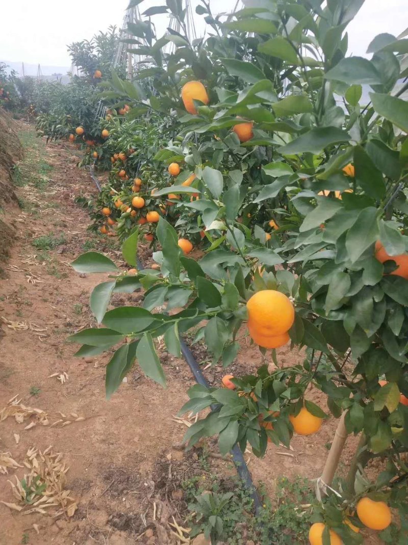 沃柑