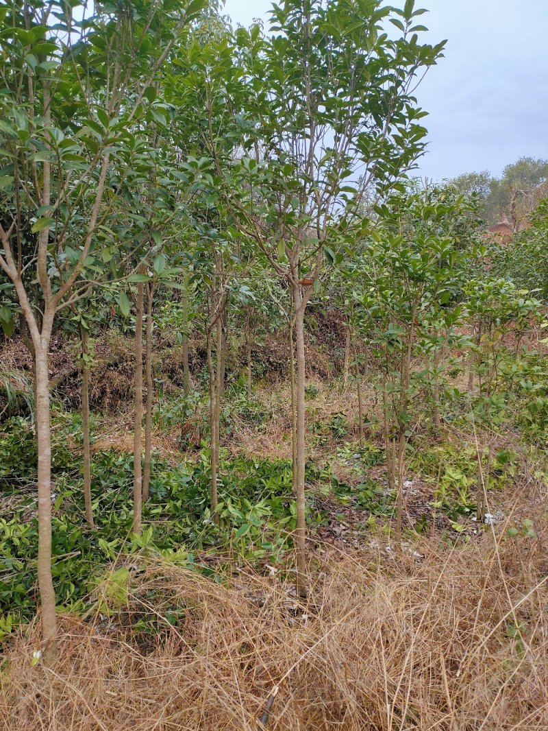 桂花苗园林绿化工程用苗常绿植物