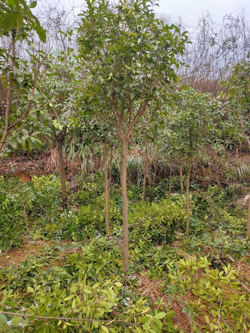 桂花苗园林绿化工程用苗常绿植物