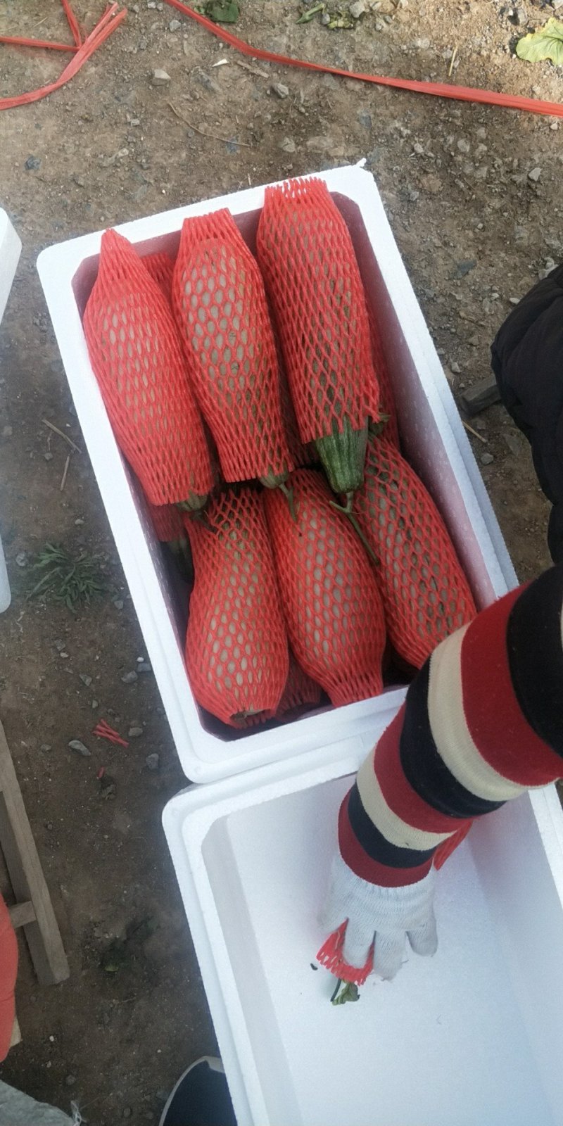 山东潍坊羊角蜜甜瓜脆甜多汁新鲜当季水果现摘现发