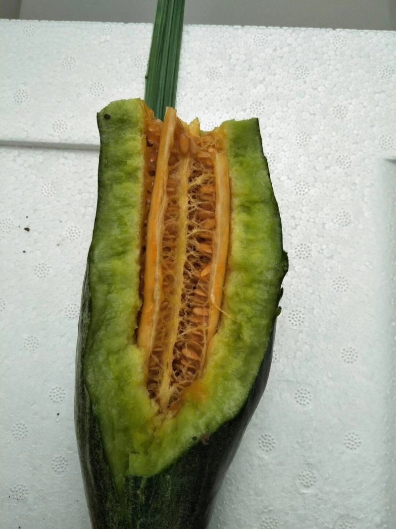 寿光田马羊角蜜大量上市质量杠杠的包装装车一条龙服务