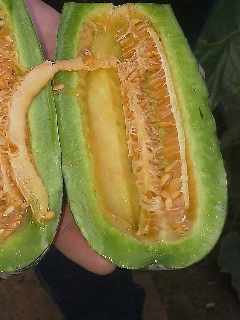 寿光田马羊角蜜大量上市质量杠杠的包装装车一条龙服务