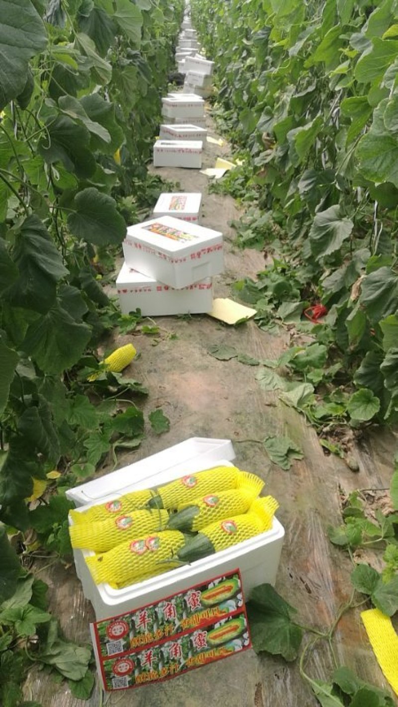 甜瓜羊角蜜甜瓜山东潍坊甜瓜甜瓜口感杠杠滴甜好吃