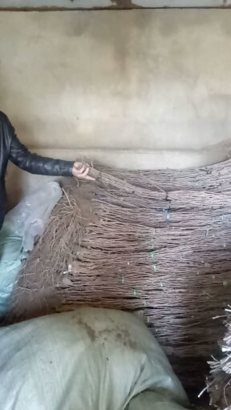 猕猴桃苗，软枣猕猴桃苗，嫁接品种苗一级好苗