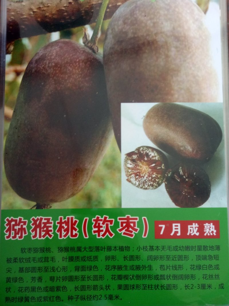 猕猴桃苗，软枣猕猴桃苗，嫁接品种苗一级好苗