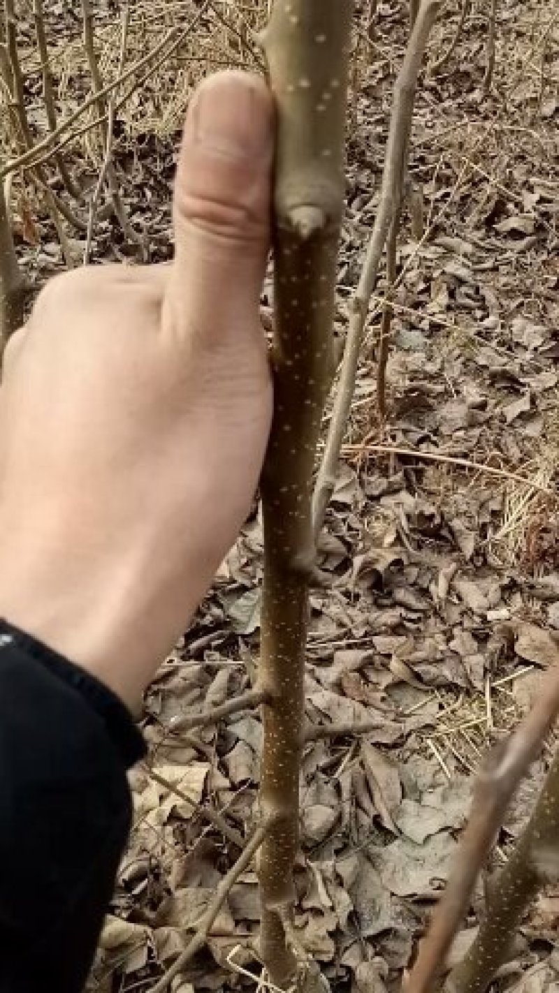 猕猴桃苗，软枣猕猴桃苗，嫁接品种苗一级好苗