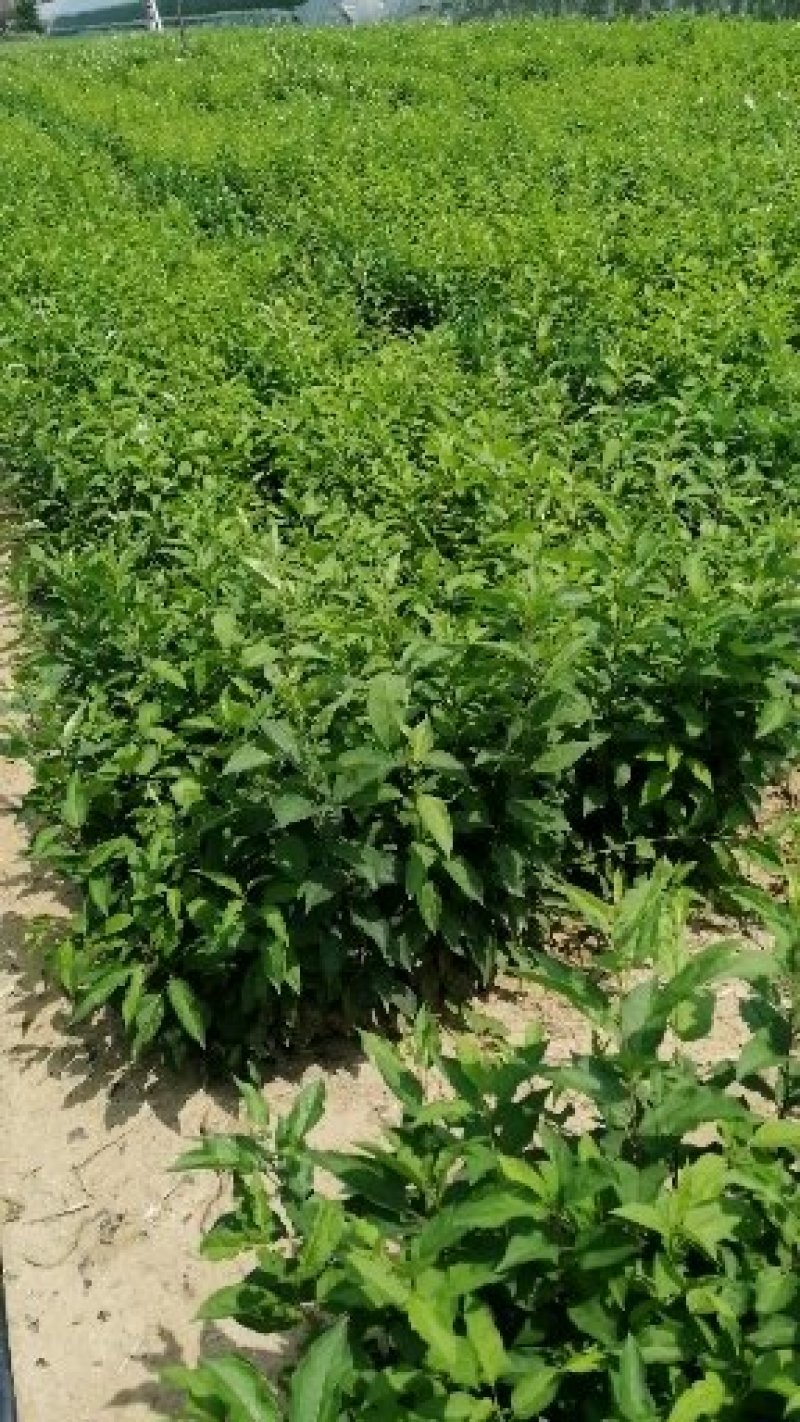 山丁子，石枣子，水秋子辽宁山丁子基地各种规格