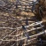 杏树桃树大樱桃树李子树苹果树占地树建园树