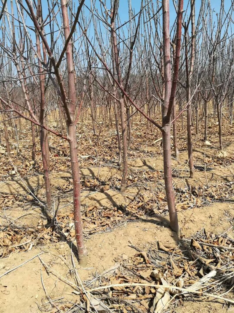 杏树桃树大樱桃树李子树苹果树占地树建园树