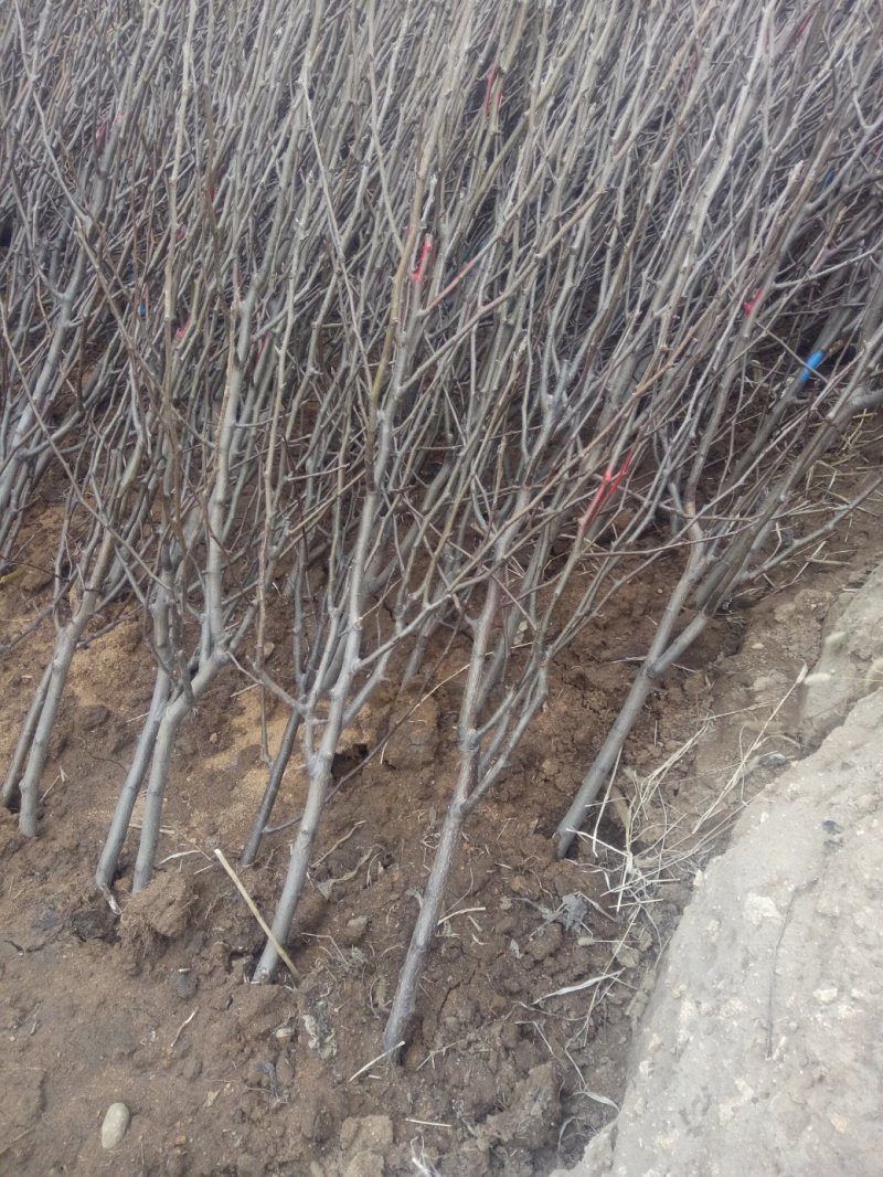 杏树桃树大樱桃树李子树苹果树占地树建园树