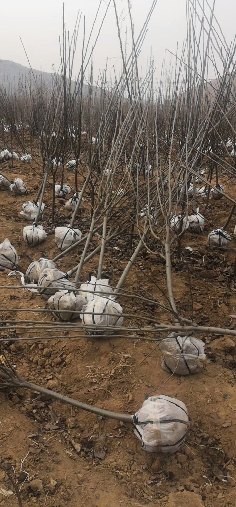 杏树桃树大樱桃树李子树苹果树占地树建园树