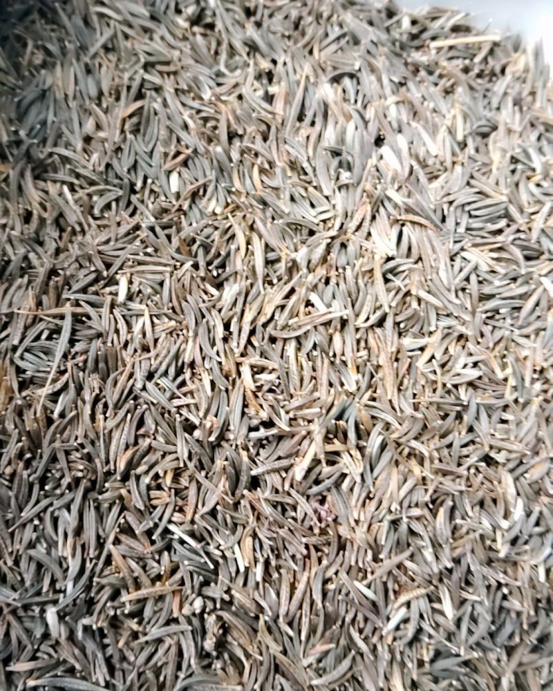 花草种子花卉种子波斯菊种子