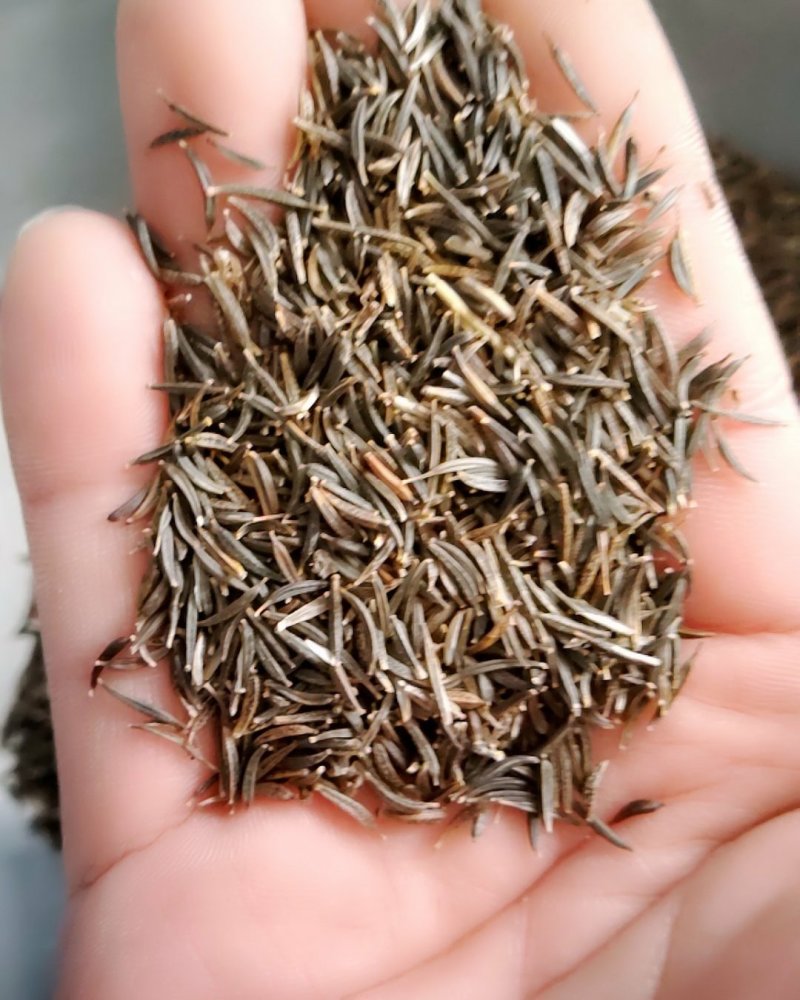 花草种子花卉种子波斯菊种子