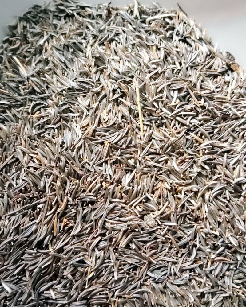 花草种子花卉种子波斯菊种子