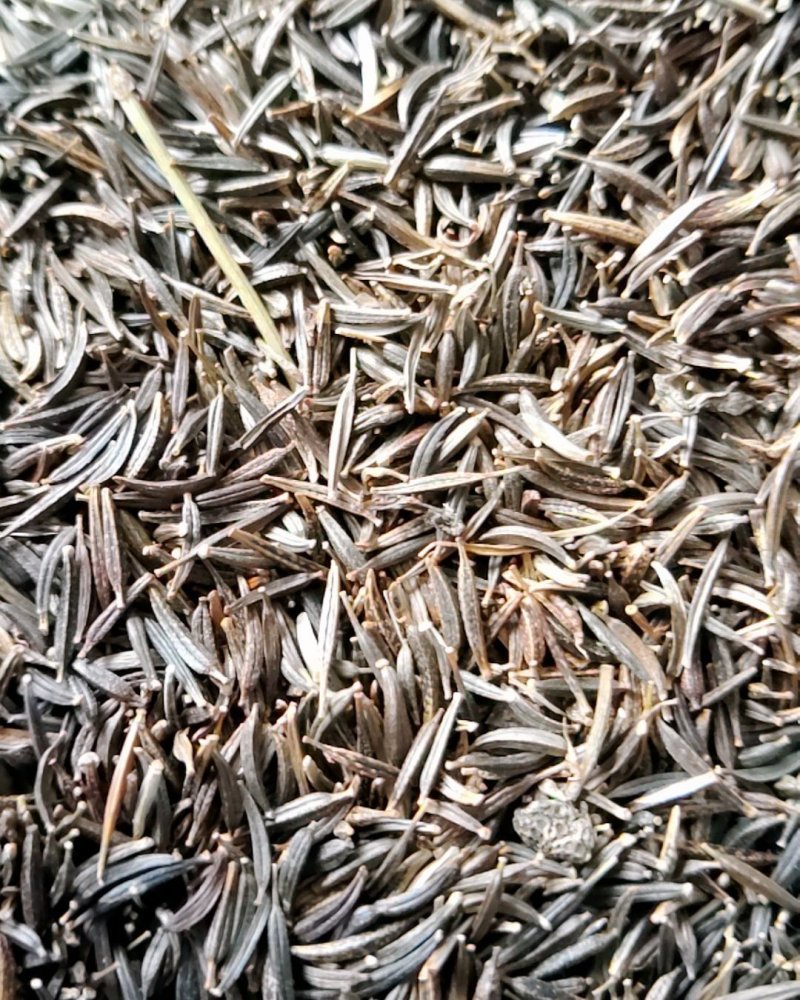 花草种子花卉种子波斯菊种子