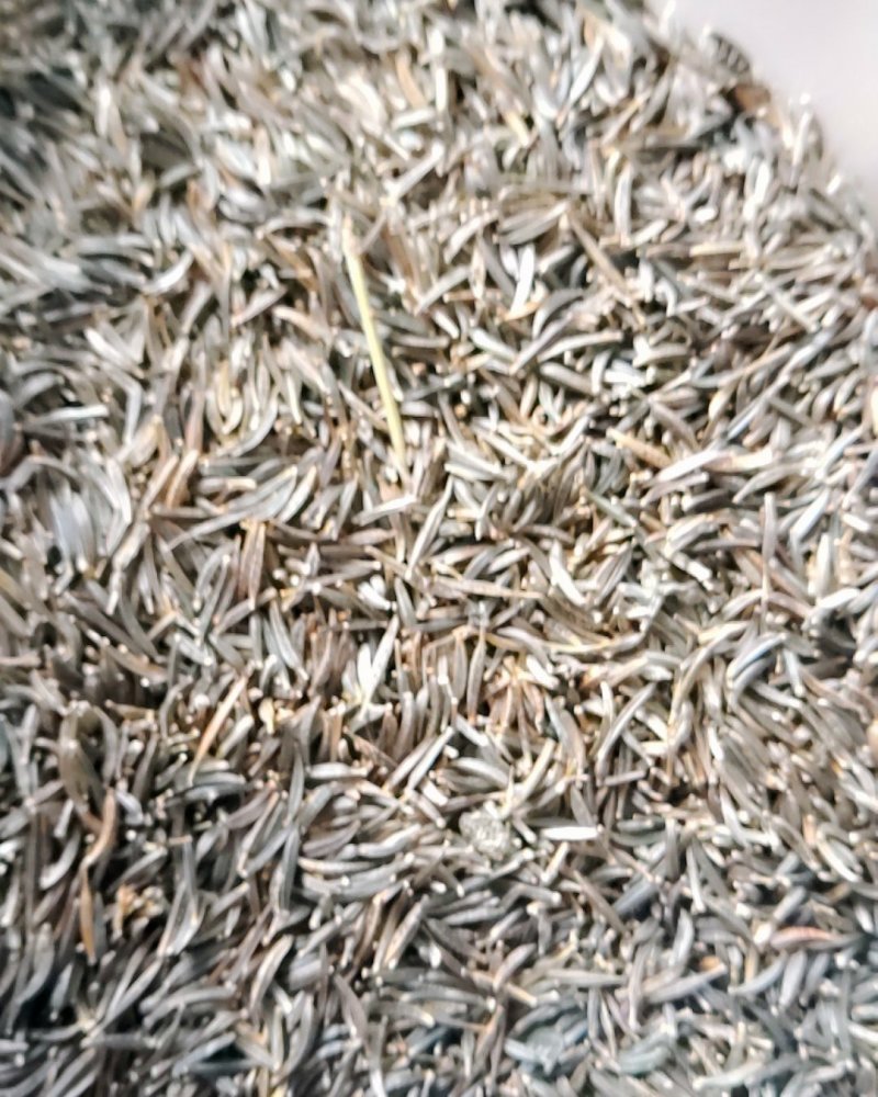 花草种子花卉种子波斯菊种子