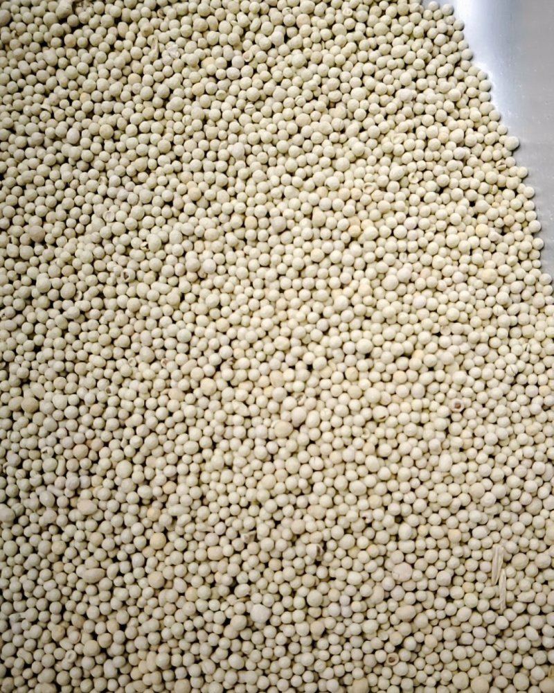 白三叶包衣种子，包衣的，看清楚