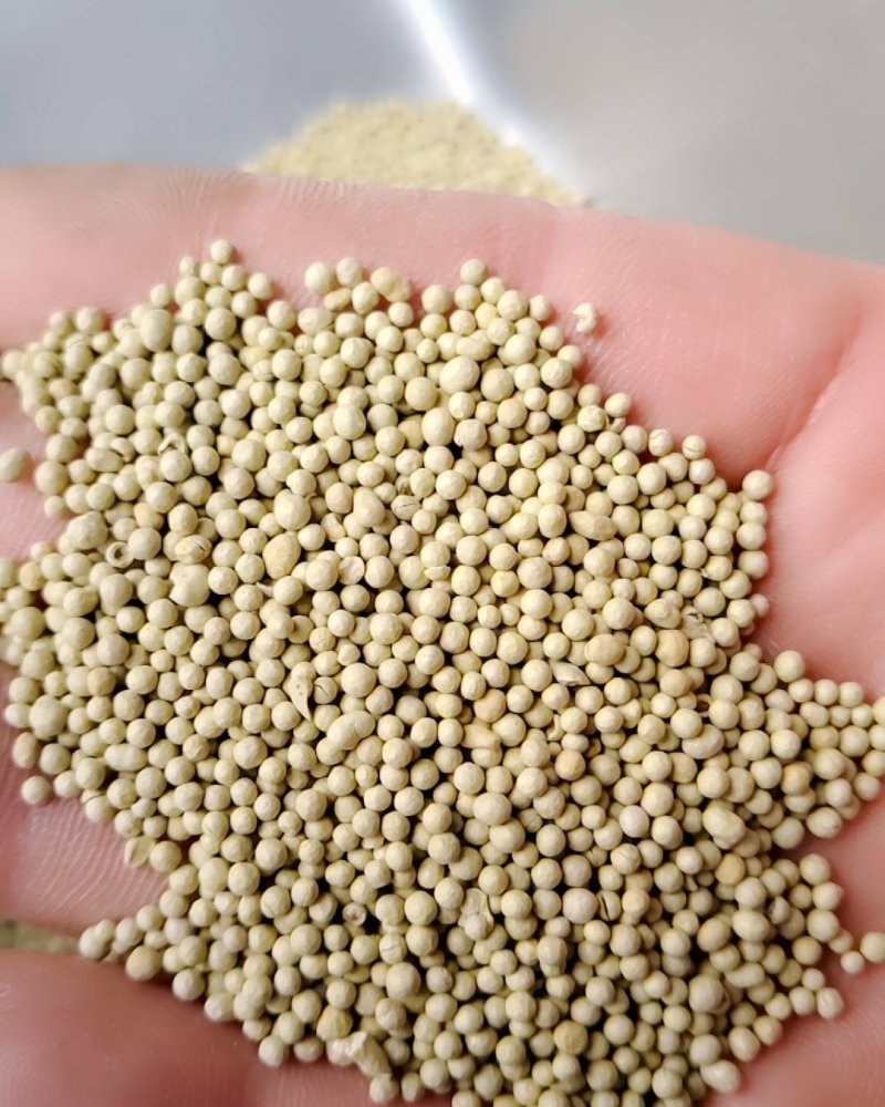 白三叶包衣种子，包衣的，看清楚