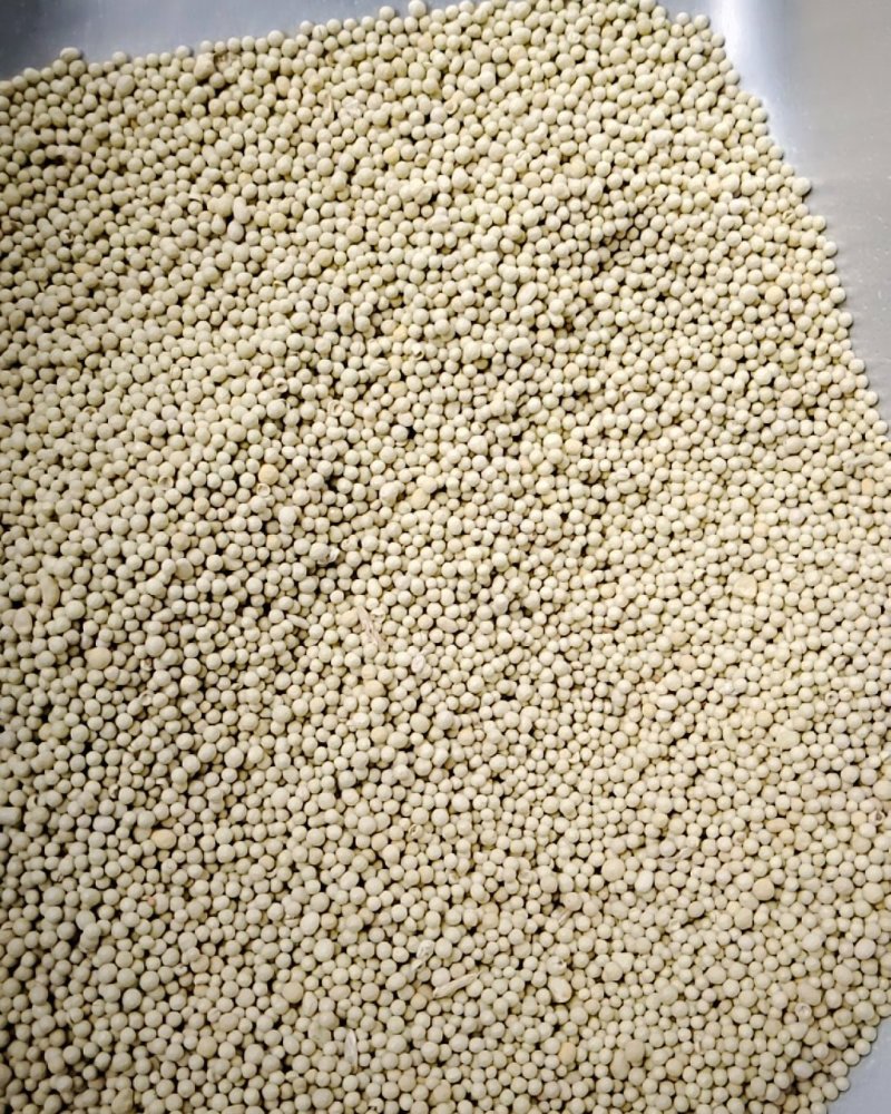 白三叶包衣种子，包衣的，看清楚