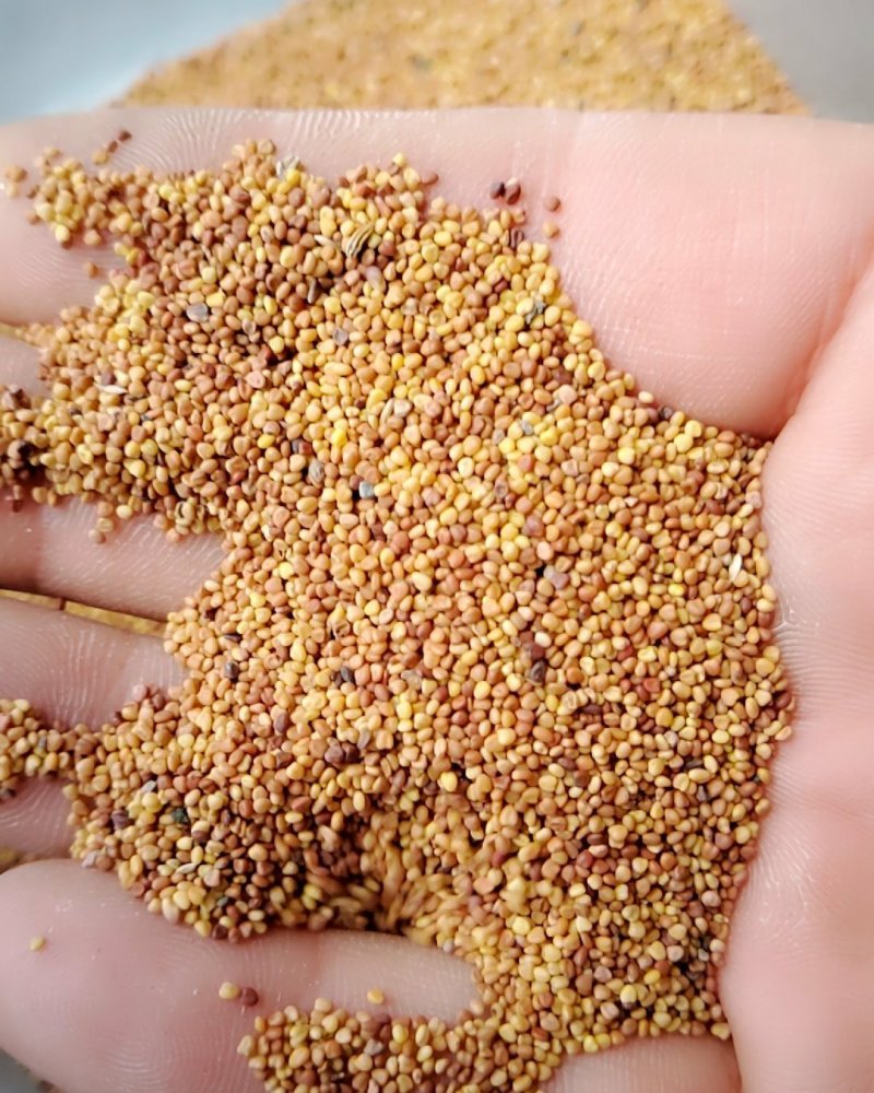 白三叶净籽种子，净籽的，看清楚