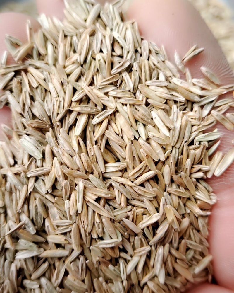 一年生黑麦草种子，不是包衣的，看清楚