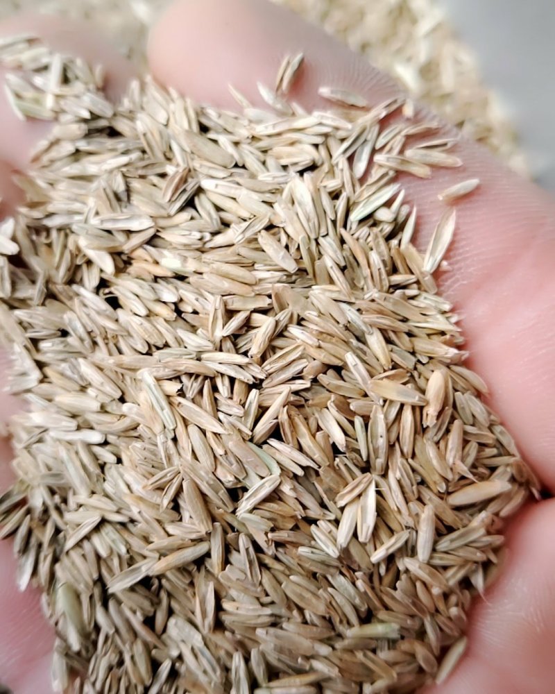 一年生黑麦草种子，不是包衣的，看清楚
