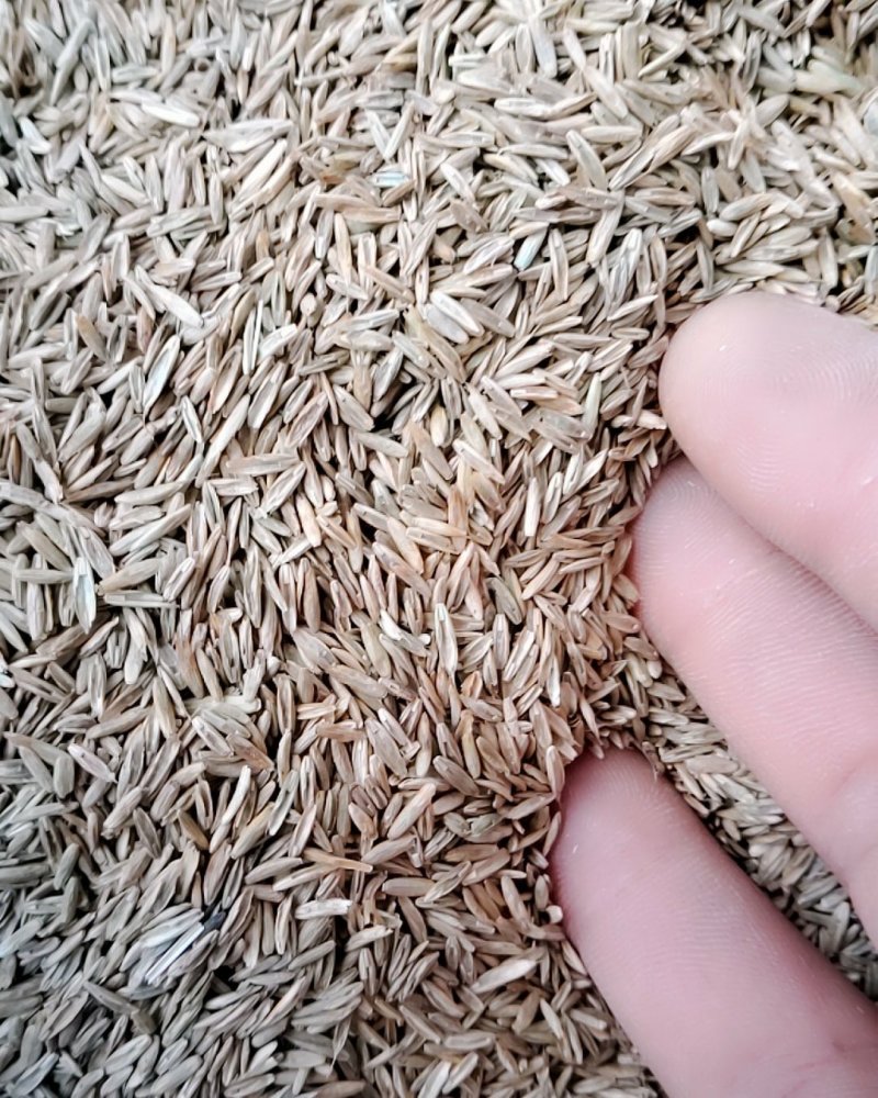一年生黑麦草种子，不是包衣的，看清楚