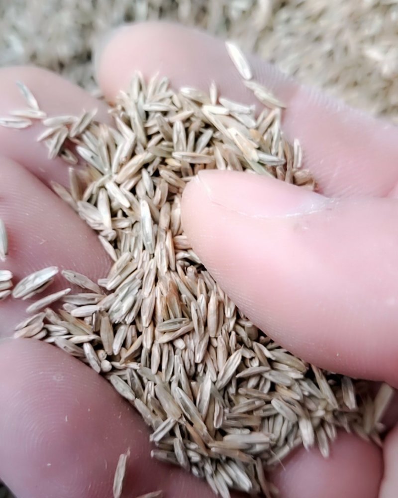 一年生黑麦草种子，不是包衣的，看清楚