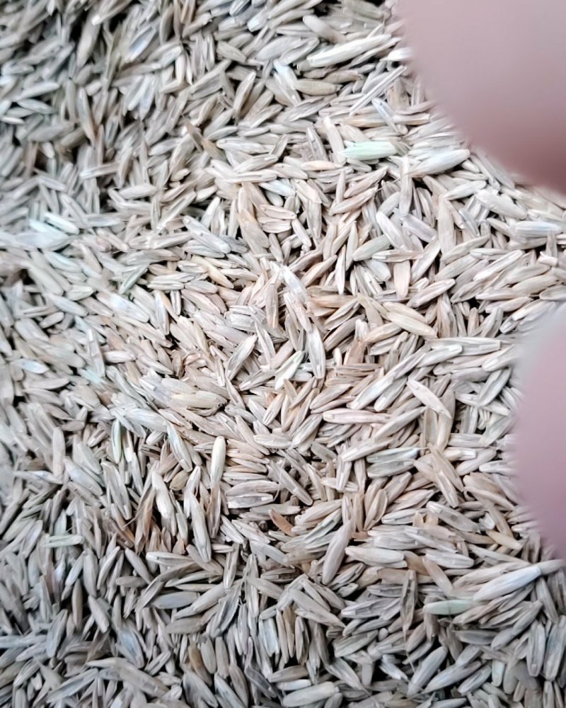 一年生黑麦草种子，不是包衣的，看清楚