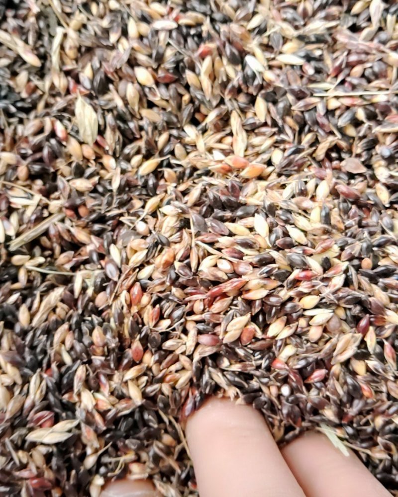 苏丹草种子，牧草种子，养殖户种植用