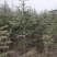 出售雪松2到3米，四到五米，六米以上都有。