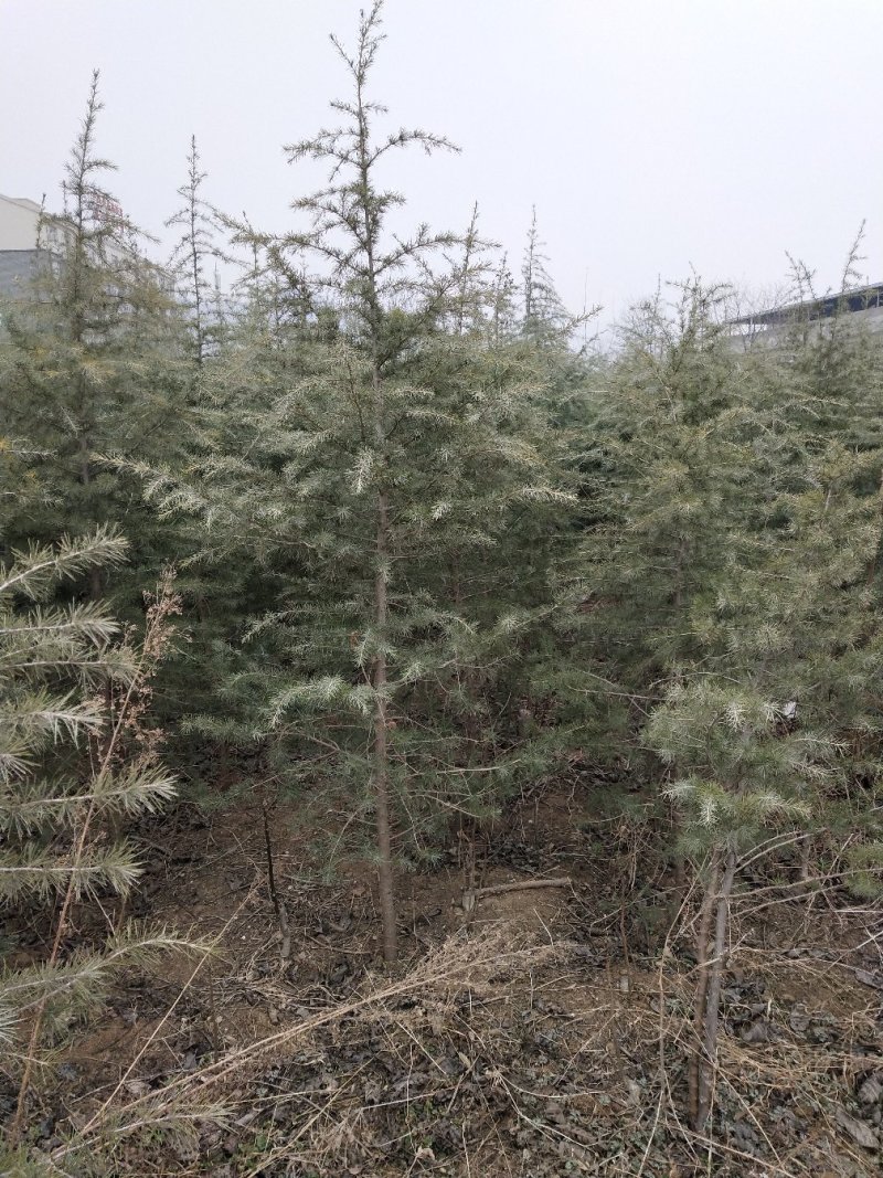 出售雪松2到3米，四到五米，六米以上都有。