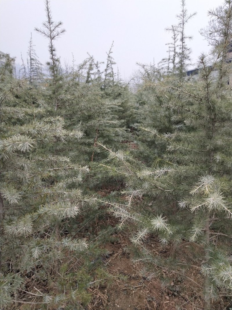 出售雪松2到3米，四到五米，六米以上都有。