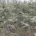 出售雪松2到3米，四到五米，六米以上都有。