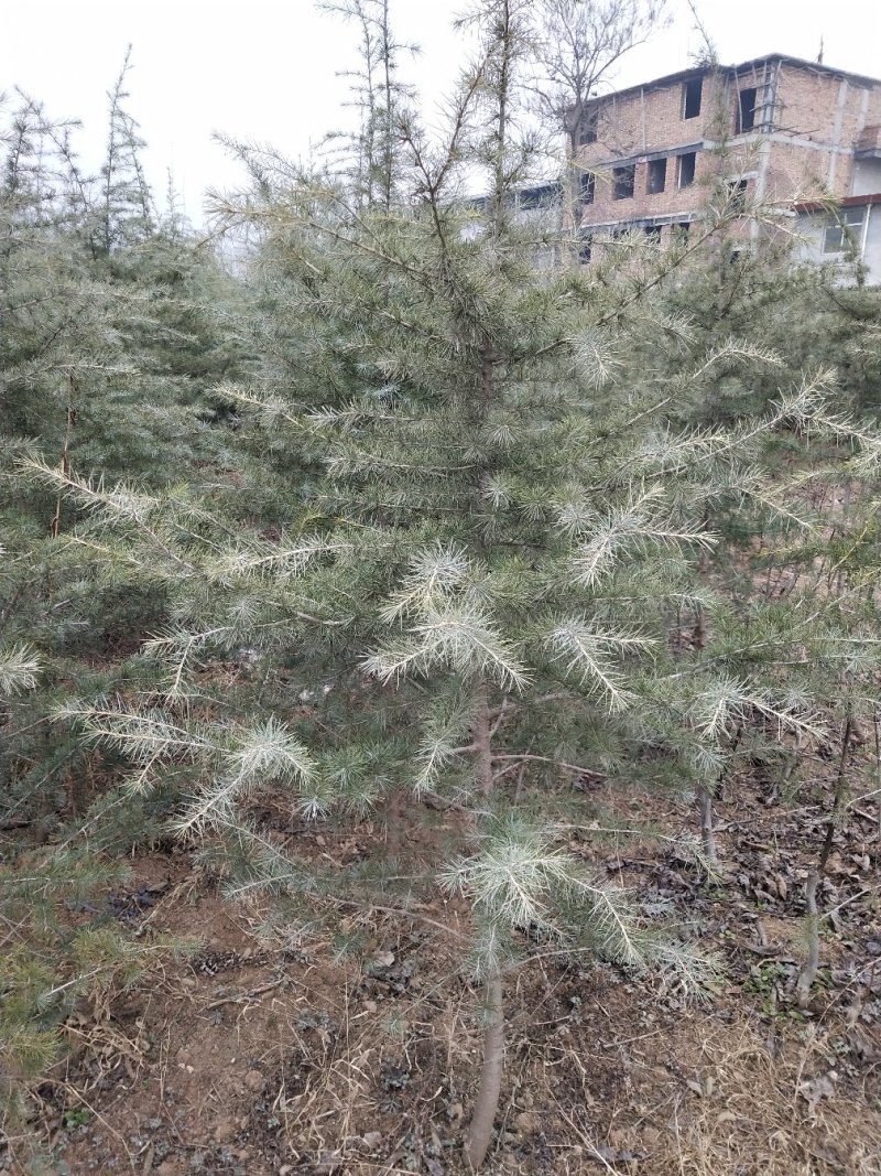 出售雪松2到3米，四到五米，六米以上都有。
