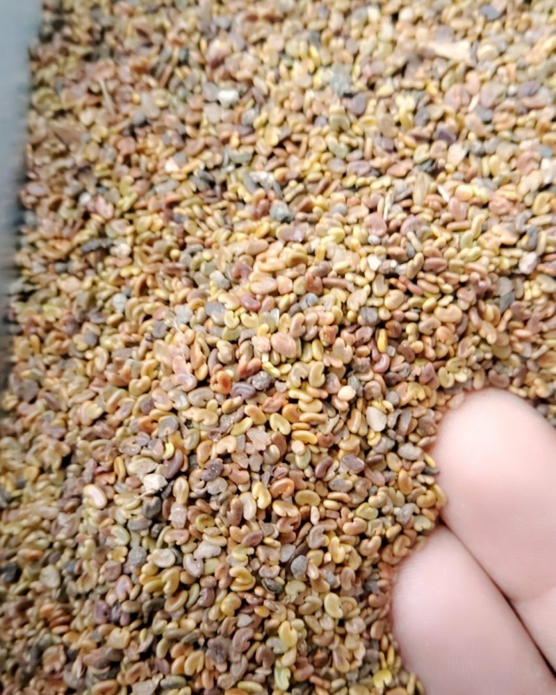 紫云英净籽种子，净籽种子，看清楚