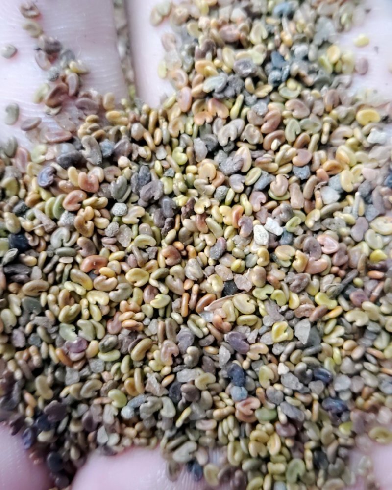 紫云英净籽种子，净籽种子，看清楚